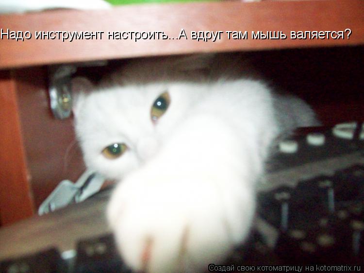 Котоматрица: Надо инструмент настроить...А вдруг там мышь валяется?