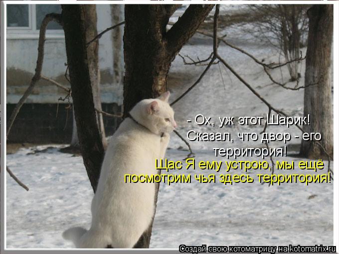 Котоматрица: - Ох, уж этот Шарик! Сказал, что двор - его  территория! Щас Я ему устрою, мы ещё посмотрим чья здесь территория!
