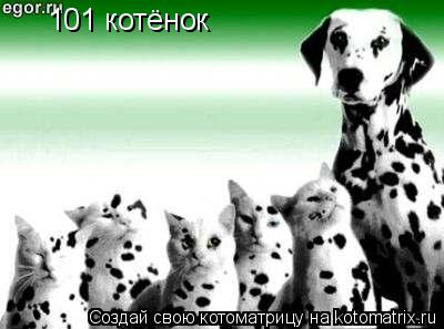 101 котёнок... Котоматрица: 101 котёнок