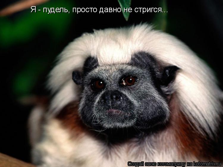 Котоматрица: Я - пудель, просто давно не стригся...