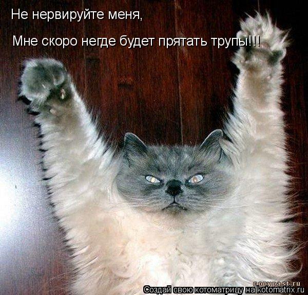 Котоматрица: Не нервируйте меня,  Мне скоро негде будет прятать трупы!!!