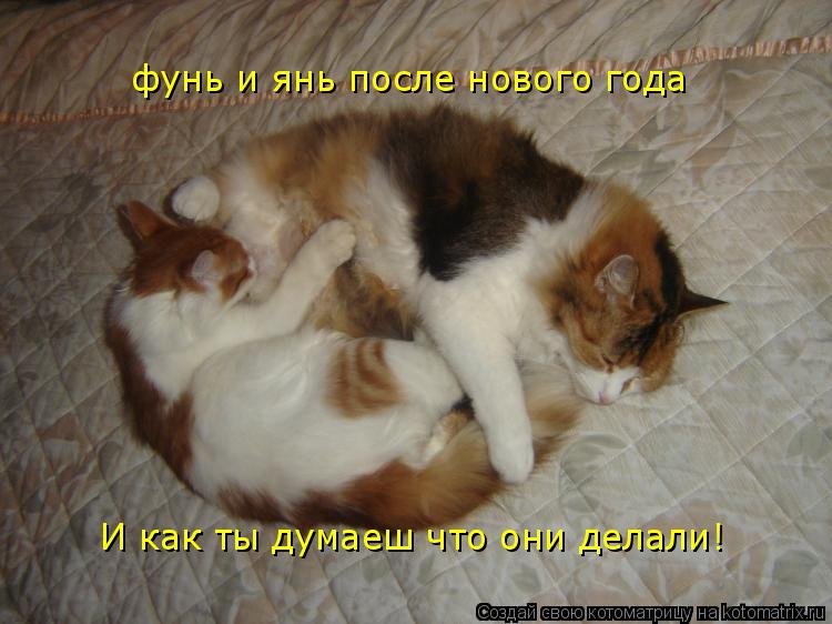 фунь и янь после нового года И как ты думаеш что они делали!... Котоматрица: фунь и янь после нового года И как ты думаеш что они делали!