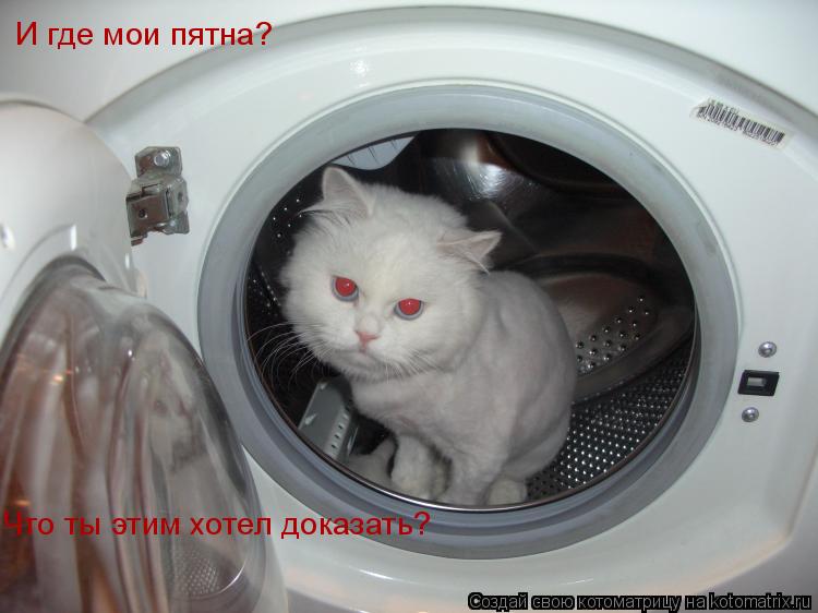 Котоматрица: И где мои пятна?  Что ты этим хотел доказать?