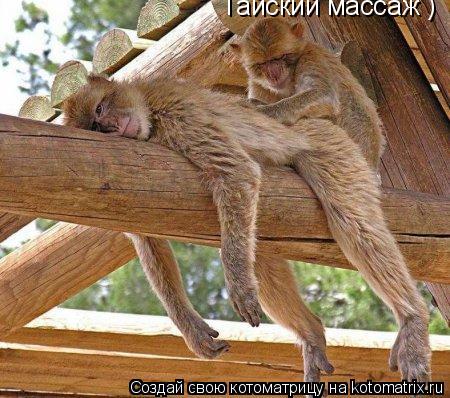 Тайский массаж )... Котоматрица: Тайский массаж )