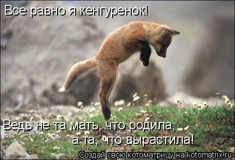 Все равно я кенгуренок! Ведь не та мать, что родила, а та, что вырастила!... Котоматрица: Все равно я кенгуренок! Ведь не та мать, что родила, а та, что вырастила!