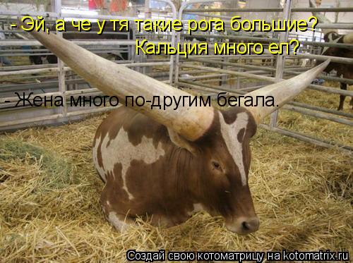 - Эй, а че у тя такие рога большие? Кальция много ел? - Жена много по-другим бегала.... Котоматрица: - Эй, а че у тя такие рога большие? Кальция много ел? - Жена много по-другим бегала.