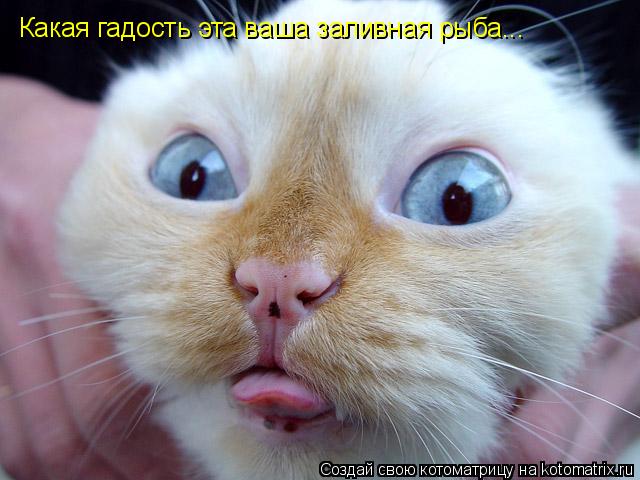 Котоматрица: Какая гадость эта ваша заливная рыба...
