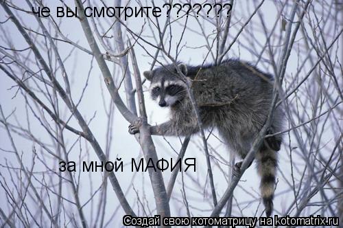 че вы смотрите??????? за мной МАФИЯ... Котоматрица: че вы смотрите??????? за мной МАФИЯ