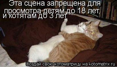 Котоматрица: Эта сцена запрещена для  просмотра детям до 18 лет, и котятам до 3 лет
