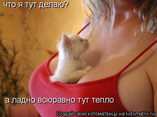 что я тут делаю? а ладно всюравно тут тепло... Котоматрица: что я тут делаю? а ладно всюравно тут тепло