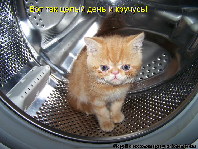 Вот так целый день и кручусь!... Котоматрица: Вот так целый день и кручусь!