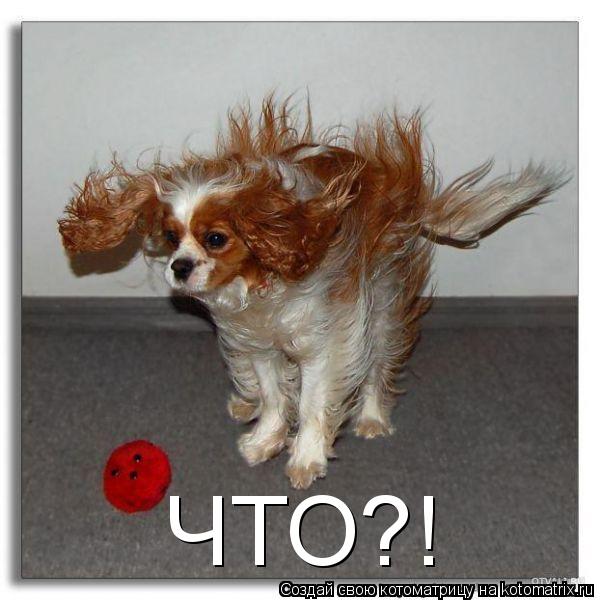 ЧТО?!... Котоматрица: ЧТО?!