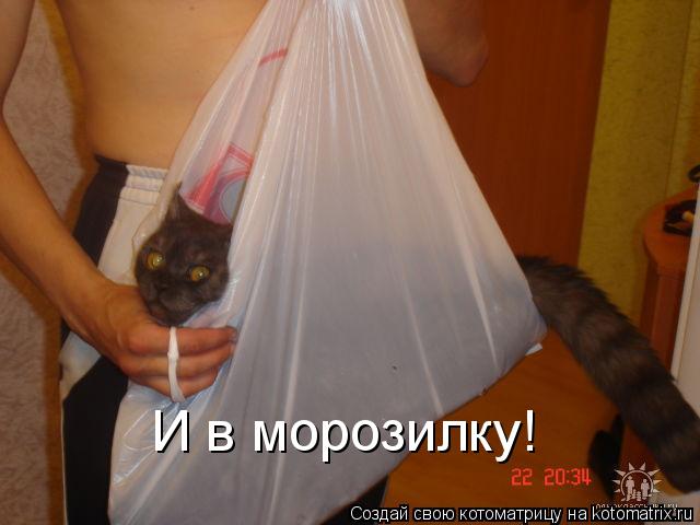 Котоматрица: И в морозилку!