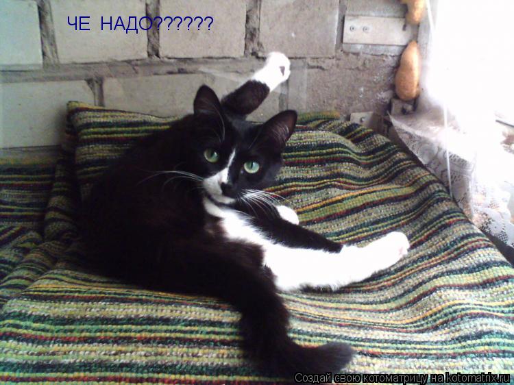 Котоматрица: ЧЕ  НАДО??????