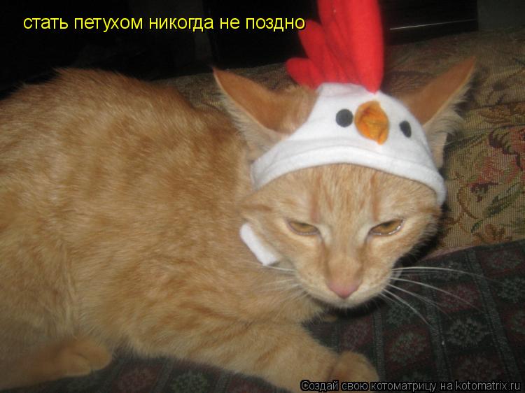 стать петухом никогда не поздно... Котоматрица: стать петухом никогда не поздно
