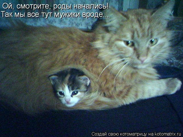 Котоматрица: Ой, смотрите, роды начались! Так мы все тут мужики вроде...