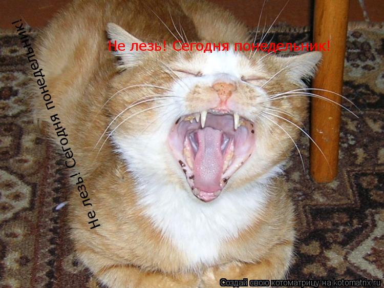 Не лезь! Сегодня понедельник! Не лезь! Сегодня понедельник! Не лезь! Сегодня понедельник!... Котоматрица: Не лезь! Сегодня понедельник! Не лезь! Сегодня понедельник! Не лезь! Сегодня понедельник!
