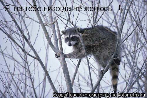 Я на тебе никогда не женюсь...!... Котоматрица: Я на тебе никогда не женюсь...!