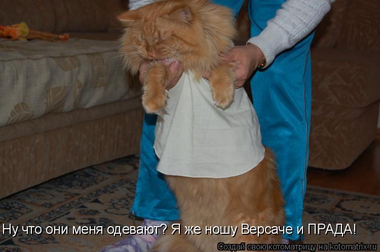 Ну что они меня одевают? Я же ношу Версаче и ПРАДА!... Котоматрица: Ну что они меня одевают? Я же ношу Версаче и ПРАДА!