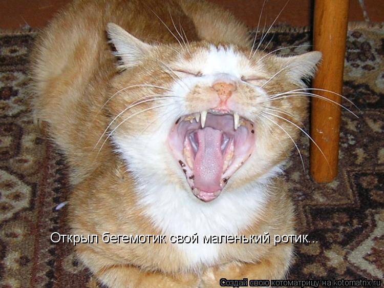 Открыл бегемотик свой маленький ротик...... Котоматрица: Открыл бегемотик свой маленький ротик...