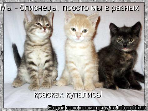 Котоматрица: Мы - близнецы, просто мы в разных красках купались!
