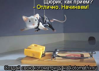 Щюрик, как прием? - Отлично. Начинаем!... Котоматрица: Щюрик, как прием? - Отлично. Начинаем!