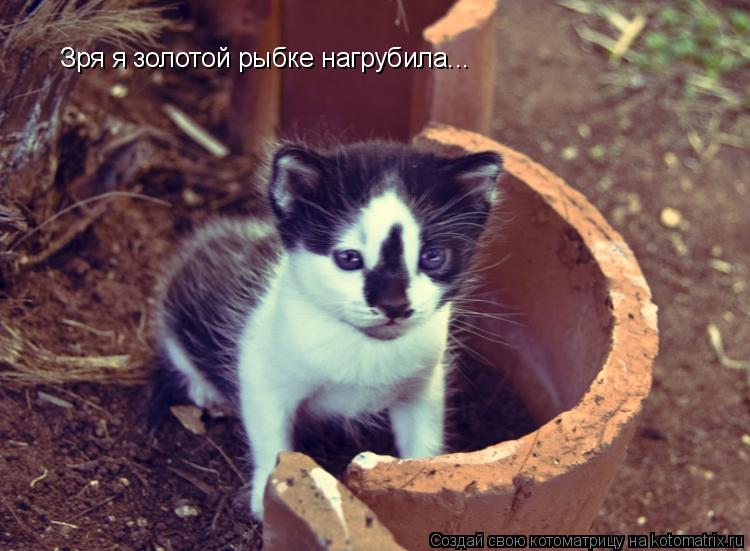 Котоматрица: Зря я золотой рыбке нагрубила...