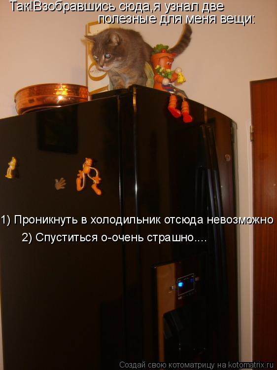 Так!Взобравшись сюда,я узнал две полезные для меня вещи: 1) Проникнуть в холодильник отсюда невозмож... Котоматрица: Так!Взобравшись сюда,я узнал две полезные для меня вещи: 1) Проникнуть в холодильник отсюда невозможно 2) Спуститься о-очень страшно....