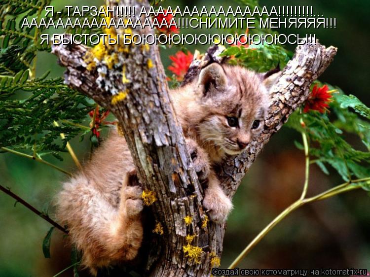 Котоматрица: Я - ТАРЗАН!!!!! АААААААААААААААА!!!!!!!!!... АААААААААААААААААА!!!СНИМИТЕ МЕНЯЯЯЯ!!!  Я ВЫСТОТЫ БОЮЮЮЮЮЮЮЮЮЮЮСЬ!!!