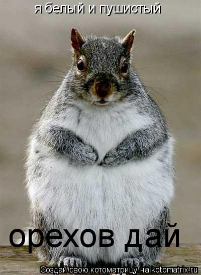 я белый и пушистый орехов дай... Котоматрица: я белый и пушистый орехов дай