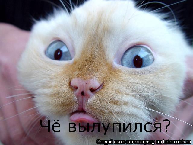 Котоматрица: Чё вылупился?