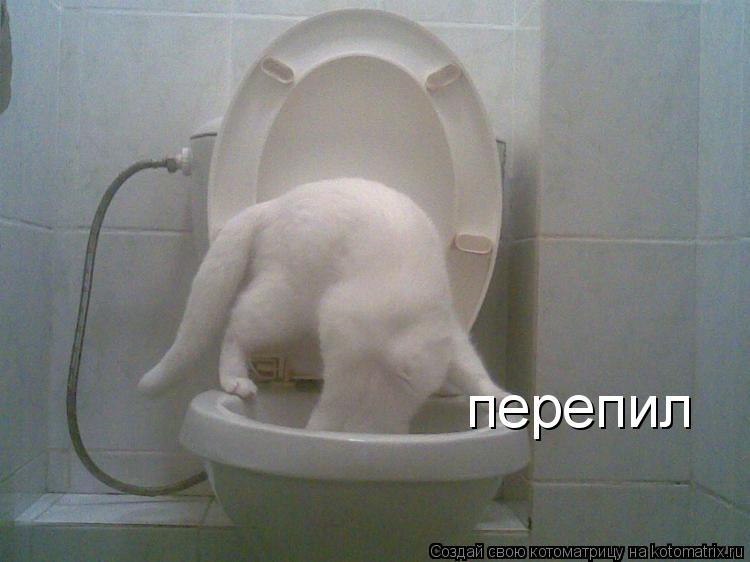 перепил... Котоматрица: перепил