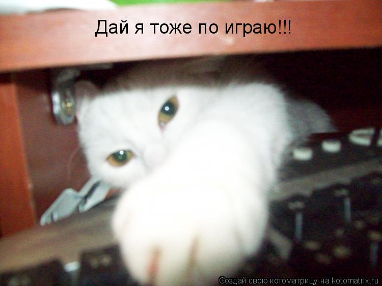 Котоматрица: Дай я тоже по играю!!! Дай я тоже по играю!!!