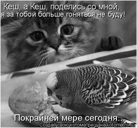 Кеш, а Кеш, поделись со мной, Покрайней мере сегодня... я за тобой больше гоняться не буду!... Котоматрица: Кеш, а Кеш, поделись со мной, Покрайней мере сегодня... я за тобой больше гоняться не буду!