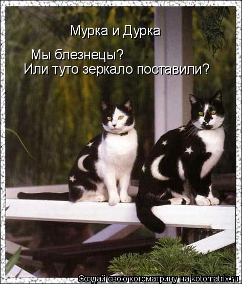 Котоматрица: Мурка и Дурка Мы блезнецы?  Или туто зеркало поставили?