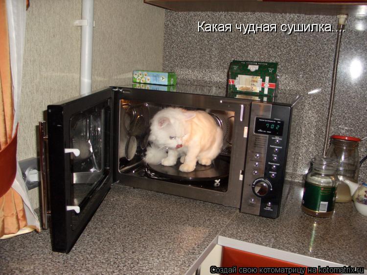 Котоматрица: Какая чудная сушилка....