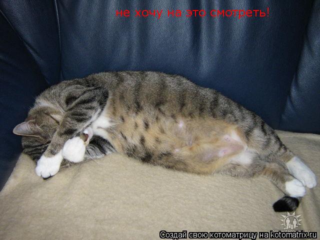 не хочу на это смотреть!... Котоматрица: не хочу на это смотреть!