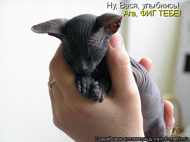 Котоматрица: Ну, Вася, улыбнись! Ага, ФИГ ТЕБЕ!