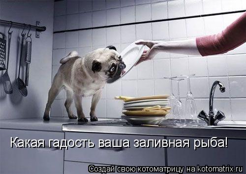 Какая гадость ваша заливная рыба!... Котоматрица: Какая гадость ваша заливная рыба!
