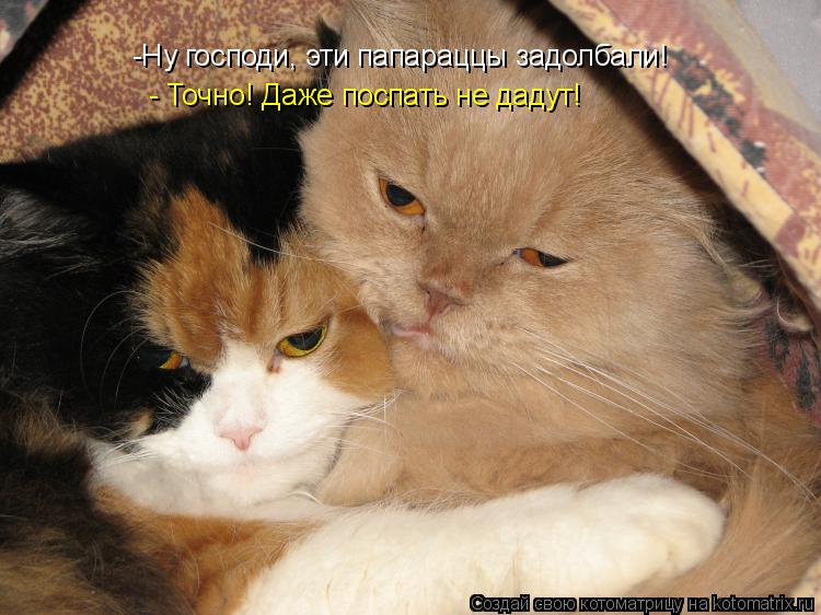 Котоматрица: -Ну господи, эти папараццы задолбали! - Точно! Даже поспать не дадут!