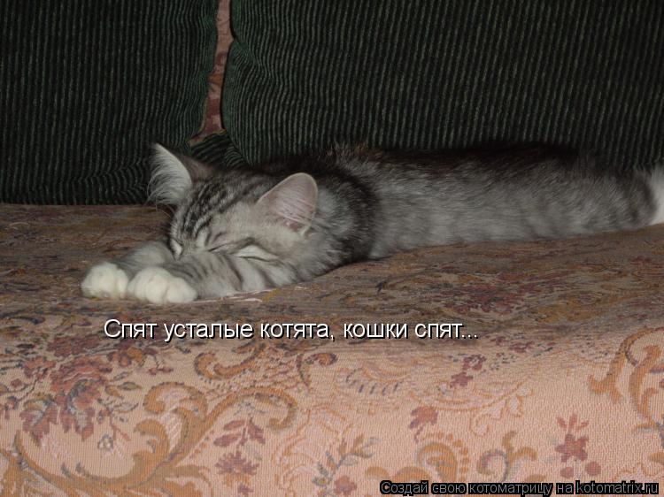 Спят усталые котята, кошки спят...... Котоматрица: Спят усталые котята, кошки спят...