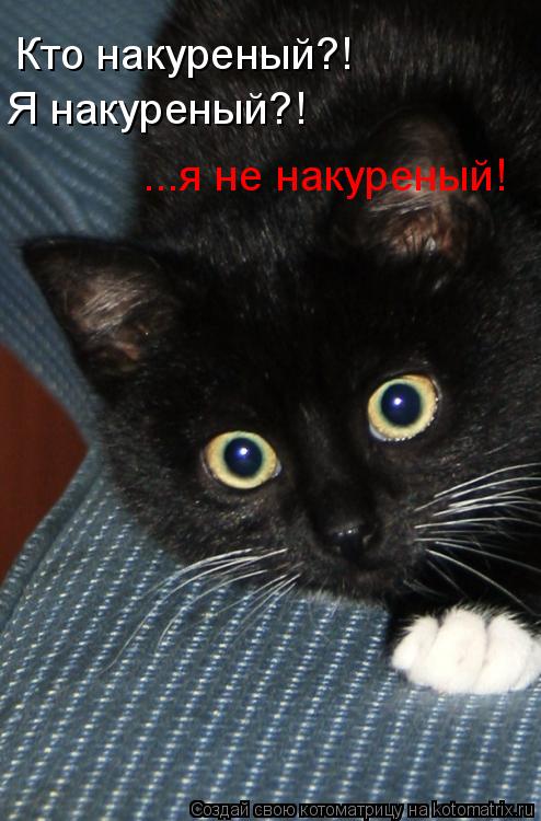 Кто накуреный?! Я накуреный?! ...я не накуреный!... Котоматрица: Кто накуреный?! Я накуреный?! ...я не накуреный!