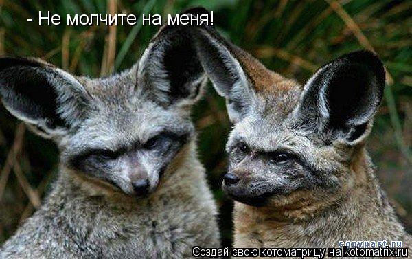 - Не молчите на меня!... Котоматрица: - Не молчите на меня!