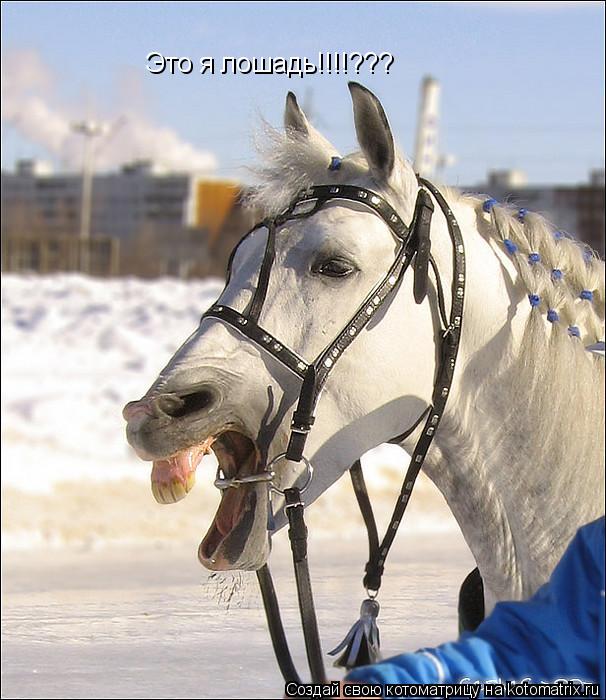 Это я лошадь!!!!???... Котоматрица: Это я лошадь!!!!???