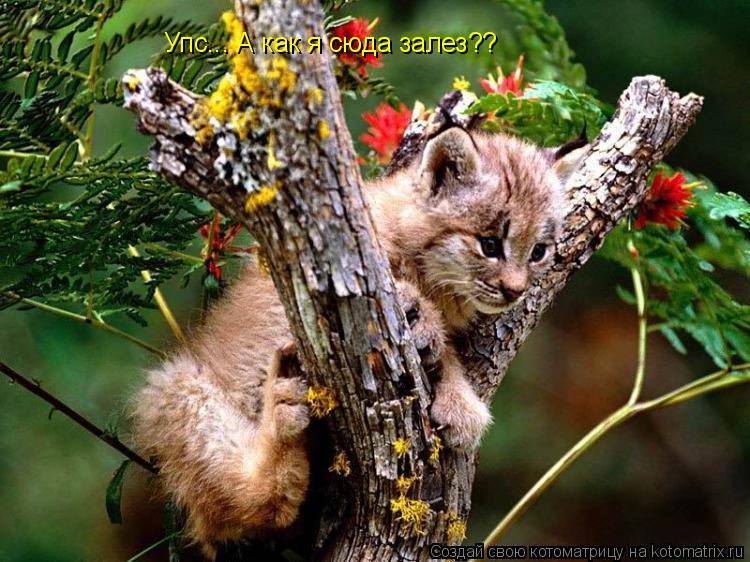 Упс... А как я сюда залез??... Котоматрица: Упс... А как я сюда залез??