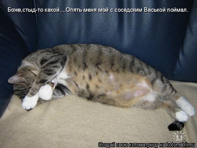Боже,стыд-то какой....Опять меня мой с соседским Васькой поймал.... Котоматрица: Боже,стыд-то какой....Опять меня мой с соседским Васькой поймал.