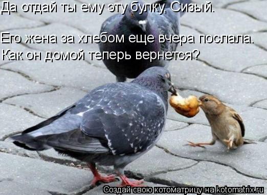 Его жена за хлебом еще вчера послала. Да отдай ты ему эту булку, Сизый. Как он домой теперь вернетс... Котоматрица: Его жена за хлебом еще вчера послала. Да отдай ты ему эту булку, Сизый. Как он домой теперь вернется?