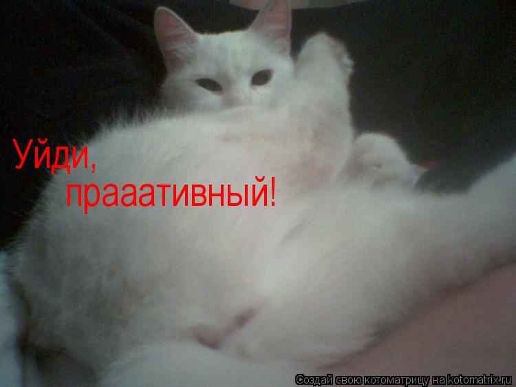 Уйди, прааативный!... Котоматрица: Уйди, прааативный!