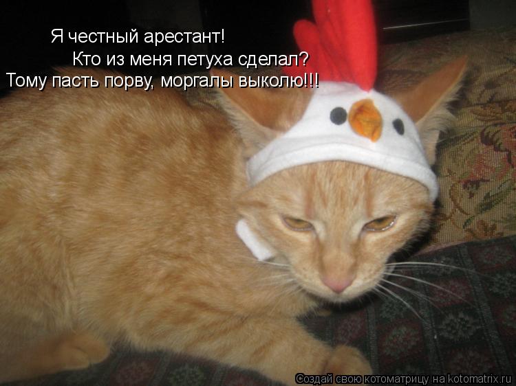 Я честный арестант! Кто из меня петуха сделал? Тому пасть порву, моргалы выколю!!!... Котоматрица: Я честный арестант! Кто из меня петуха сделал? Тому пасть порву, моргалы выколю!!!