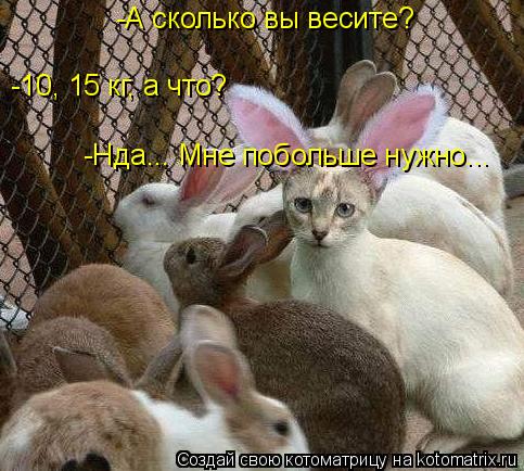-А сколько вы весите? -10, 15 кг, а что? -Нда... Мне побольше нужно...... Котоматрица: -А сколько вы весите? -10, 15 кг, а что? -Нда... Мне побольше нужно...